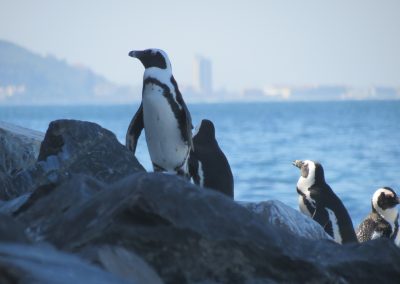 Pinguini sudafricani