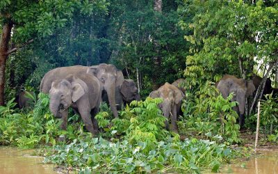 Il fiume Kinabatangan nella provincia di Sandakan