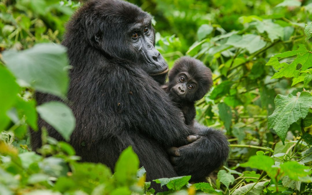 Il gorilla in Uganda