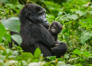 Il gorilla in Uganda