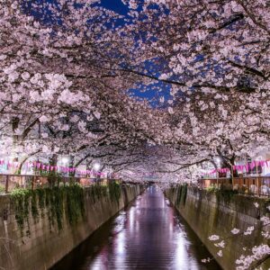 La stagione dei sakura in Giappone